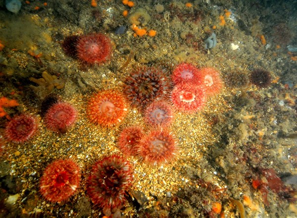 2023, Natural England, Environment Agency, JNCC, and Cefas, Offshore Wind Evidence and Change Programme, Marine Restoration Potential (MaRePo)